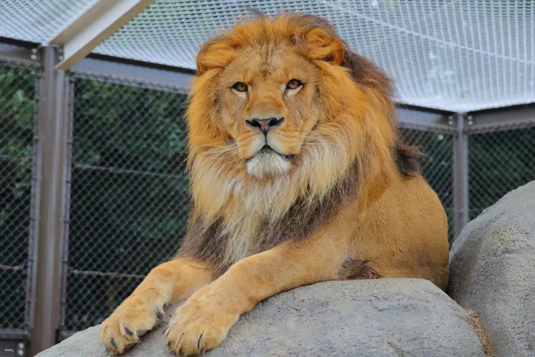 🏞️ 도요하시 종합 동식물 공원 논호이 파크 (도요하시 소고 도쇼쿠부츠 코엔 논호이 파쿠) 이미지 4